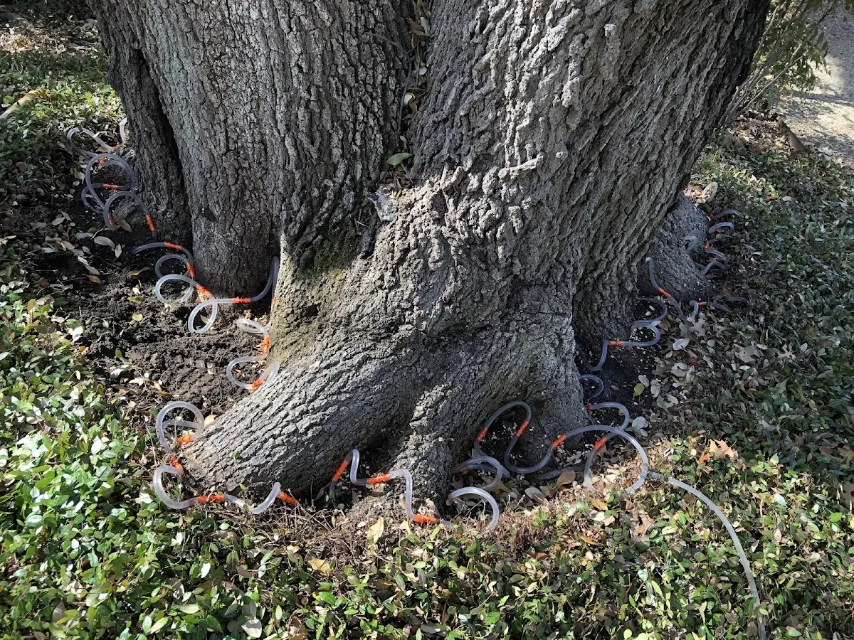 Detailed Tree Cabling and Bracing job site in Woodsboro