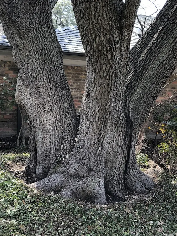 Mature heritage tree close to a Woodsboro property cared for by certified arborists